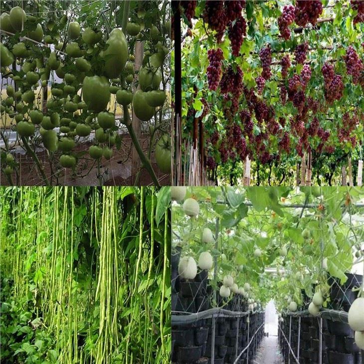 Polyester & Plastic Trellis Netting